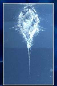 Trace laissée dans l'aérogel par l'impact d'un grain cométaire. -  © NASA. CNES. CNRS/INSU.
